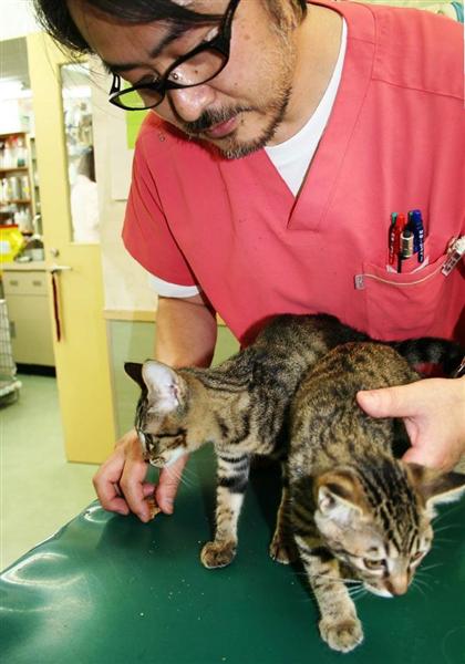 小笹動物醫院中途的兩隻幼貓。院長小笹孝道表示希望有更多人參與這場幼貓幸福接力。 取自《產經新聞》