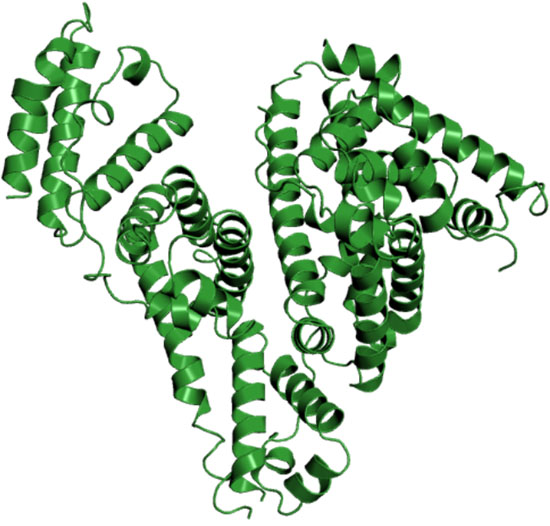 基因轉殖犬隻血清白蛋白的三維結構。 取自JAXA