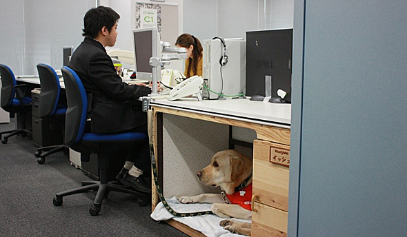 穗刈顯一工作時，易許就靜靜地趴在辦公桌下的休息區。 取自《ITmedia》