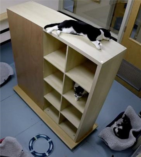 Kallax層架組的16格小空間讓貓咪能夠遠離其他同類。 取自《應用動物行為科學》