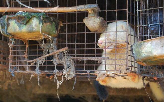 大塚水貂養殖場環境惡劣,水貂生活在狹小破爛的籠子裡,水碗長滿青苔、泥濘,一滴水也沒有。 取自日本動物權利中心