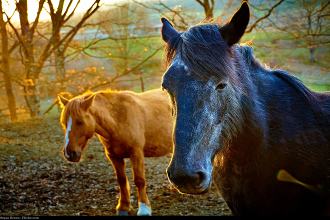 神戶大學的研究顯示，馬在與人類的溝通上具有高度社會認知能力。 取自Flickr_Moyan Brenn
