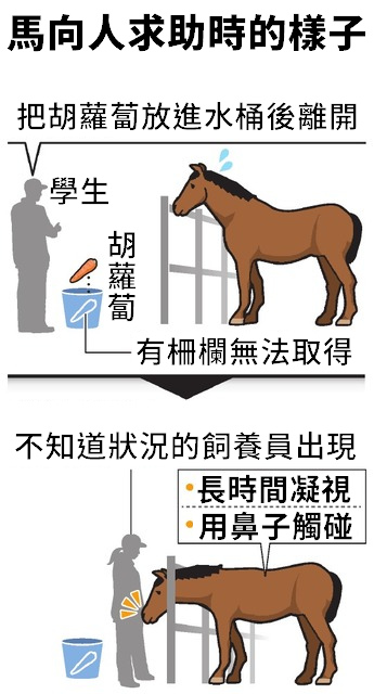 馬向人類求助的樣子。 取自《朝日新聞》