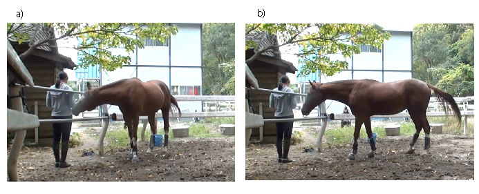 馬無法自行取得胡蘿蔔時，就會向站在放牧場外的飼養員發送 a) 輕推（觸覺）或 b) 凝視（視覺）訊號。 取自神戶大學