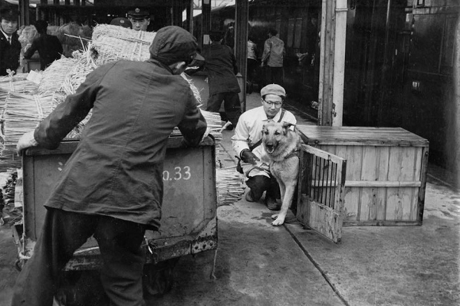 日本導盲犬早期搭乘火車時必須以貨物的方式裝箱運送。 取自眼伴協會