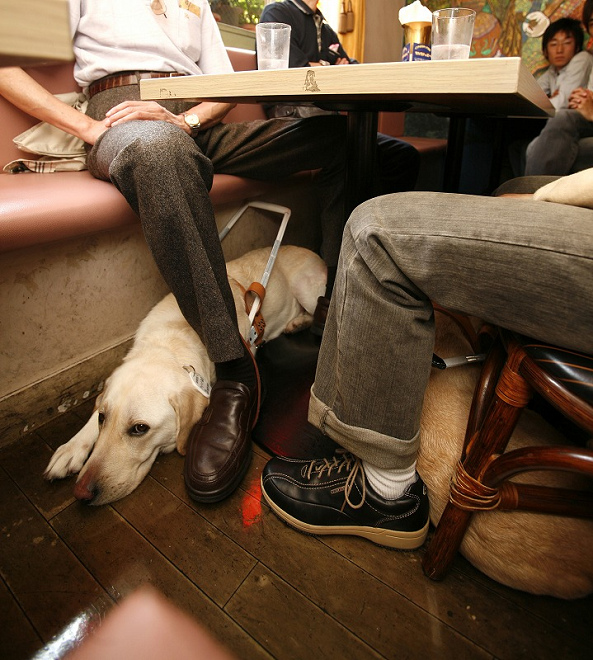 耐爾餐廳內，導盲犬靜靜趴在使用者腳邊。 取自《THE PAGE》