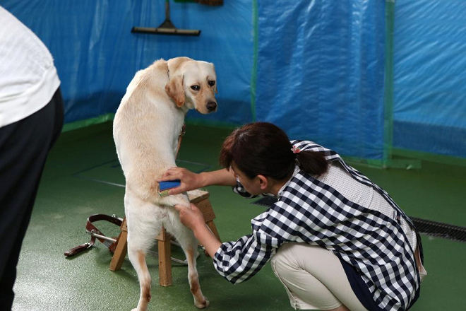 眼伴協會認為，維持狗兒清潔是入店及搭車時最低限度的禮儀。 取自《THE PAGE》