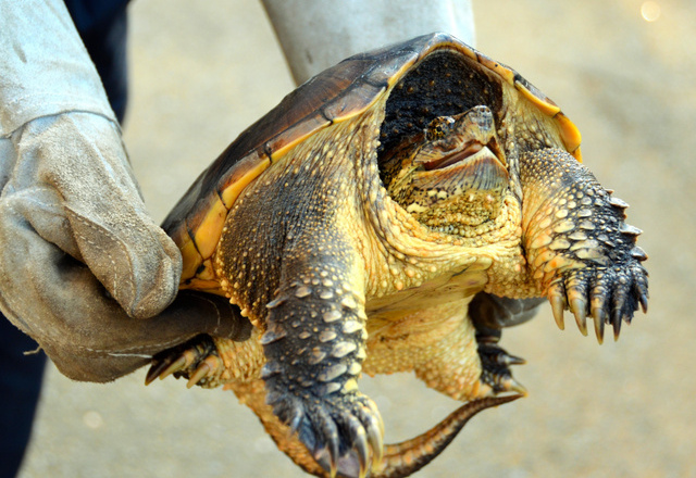 趾甲尖銳和尾巴粗壯的擬鱷龜。 取自《朝日新聞》