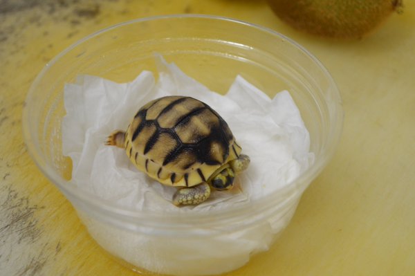 2016年5月25日,野毛山動物園孵化的安哥洛卡象龜。 取自野山毛動物園推特