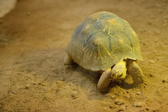 無法再踏上馬達加斯加故土的走私射紋龜。 取自hamarepo.com