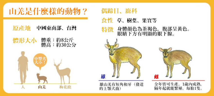 《東京都伊豆大島：特定外來生物——山羌的現狀與對策》中對於山羌的介紹。 取自東京都環境局