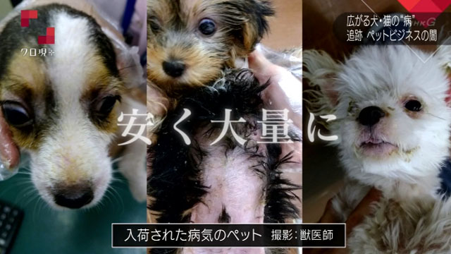 獸醫師拍攝寵物店採購的生病幼犬。 翻攝自《NHK》