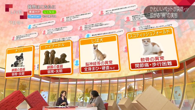 日本的吉娃娃和玩具貴賓罹患漸進性視網膜萎縮症（PRA）的比例很高；少部分柴犬則有GM1神經節苷脂儲積症（GM1 gangliosidosis），5、6個月大時發病、癱瘓，1歲左右死亡。 翻攝自《NHK》