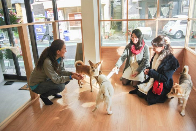 世田谷送養中心20.5坪的空間內除了8間犬舍，也有專供狗兒與申請者互動的「客廳」。 取自INU MAGAZINE