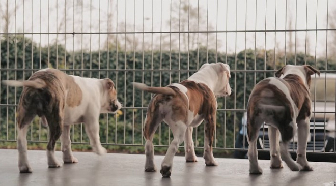 扎亞茨動物園的幼犬展示區後方均有戶外活動區，狗兒可從小門自由來去。 翻攝自YouTube