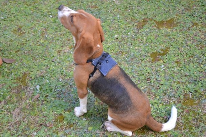 大阪府立大學研究團隊與夏普共同研發的穿戴式感應器。