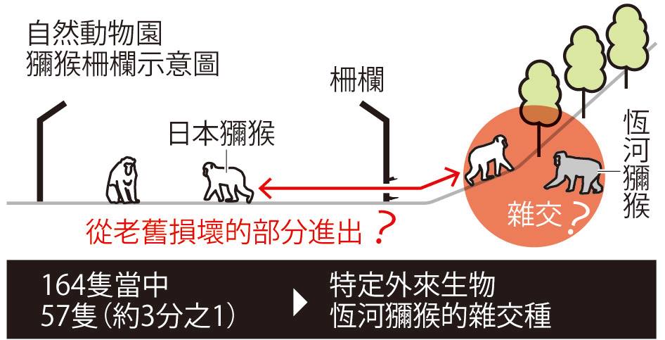 高宕山自然動物園的猴子柵欄示意圖。 取自《朝日新聞》