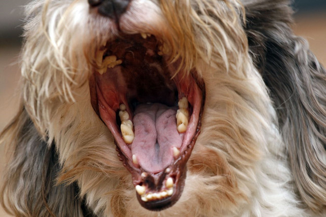 據美國疾病控制與預防中心統計，美國每年約有450萬人被狗咬傷，約88萬5,000人需就醫治療，總花費估計高達2億5,000萬美圓（約77億1,800萬台幣）。 取自Eric Caballero @Flickr