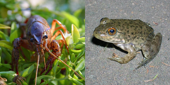 渡瀨教授亦曾基於「食用」目的，積極引進美國螯蝦（Procambarus clarkii）和美洲牛蛙（Rana catesbeiana）等外來種，如今兩者肆虐日本全國河川，雙雙名列日本百大外來入侵種。 取自維基百科