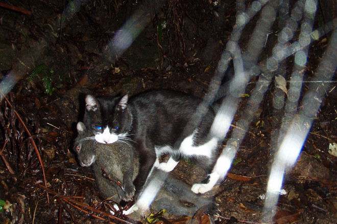 2008年6月27日深夜11點11分，奄美大島亦曾拍攝到貓咪捕食琉球兔。 取自環境省奄美野生生物保護中心