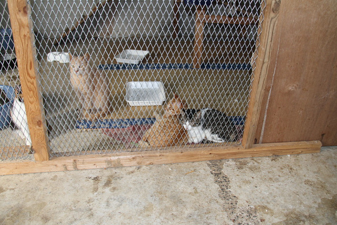 德之島天城町的貓咪收容所，野化貓在此進行親人訓練後送養。 取自動物基金