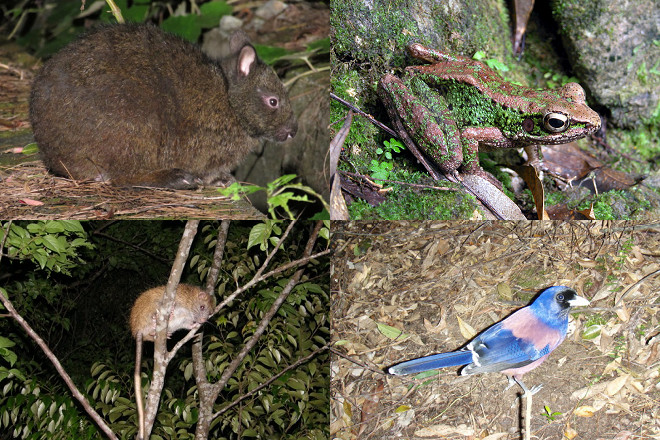 奄美群島有著日本最大的副熱帶常綠闊葉林，孕育出豐富的自然生態；但島上的琉球兔（左上）、奄美臭蛙（右上）、琉球鼠（左下）、琉球松鴉（右下）等多種稀有動物均淪為野化貓的捕食對象。 取自環境省奄美野生生物保護中心