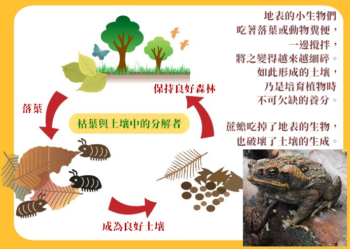 資料來源：小笠原自然情報中心