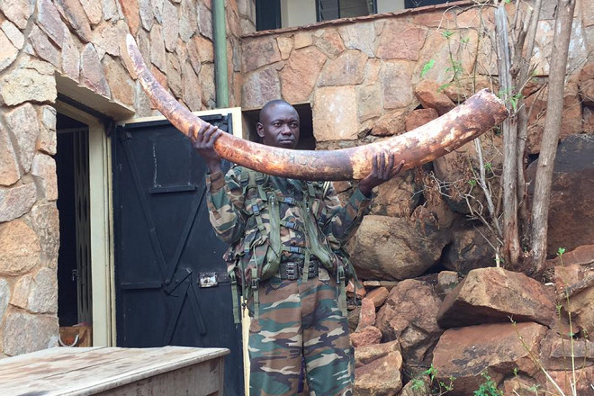 照片中的象牙約20公斤。象牙要達45公斤，除了大象本身具特殊基因，還得活到50歲左右，但牠們幾乎在那之前已死於盜獵者之手。目前肯亞具45公斤象牙的大象只剩9隻，全非洲估計剩下約50隻。 取自女獸醫在非洲臉書