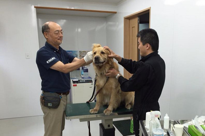 救援中心獸醫師船津敏弘幫狗兒檢查耳朵。 取自熊本地震寵物救援中心臉書