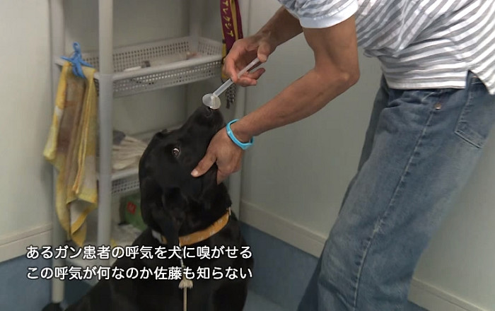 嗅癌犬愛絲柏（Esper）在執行檢測前嗅聞其他癌症病患的呼氣，以此記住「癌氣味」。 翻攝自YouTube