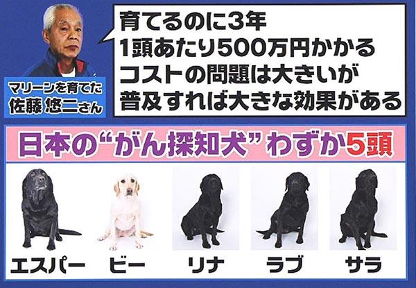 左起愛絲柏（Esper）、嗶（Be）、蕾娜（Rina）、拉布（Love）、莎拉（Sara）是日本僅有的5隻嗅癌犬。愛絲柏為馬琳的複製犬，其餘4隻亦有馬琳的血緣。 翻攝自富士電視台