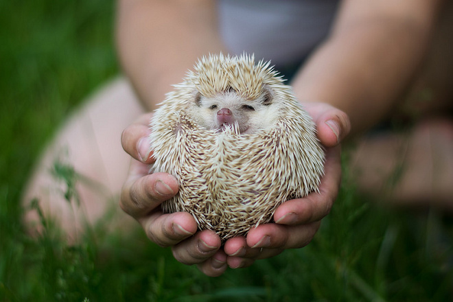 根據三輪特殊動物醫院院長三輪恭嗣的經驗，約5%搭車來就診的刺蝟會在途中嘔吐。 取自Kristina Servant @Flickr