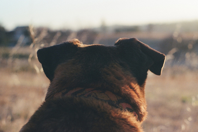 今年6月，日本有1起寵物犬的SFTS發病病例，患畜為4歲米克斯母犬，目前已經康復。多數狗兒為不顯性感染，少數才會發病，厚生勞動省提醒飼主應注意寵物健康狀況。 Croswald9 @visualhunt