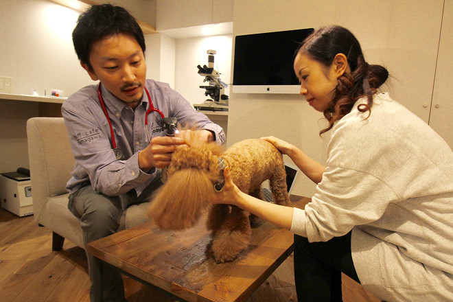 獸醫師改穿藍襯衫，診療台換成沙發和茶几，有助愛犬與飼主放鬆心情。 取自皮膚咖啡館