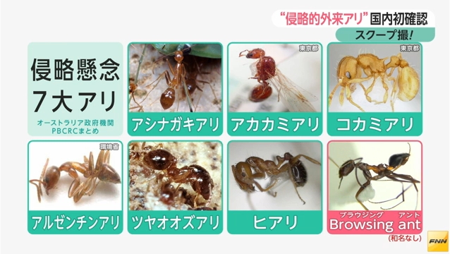 澳洲國家植物生物安全合作研究中心（PBCRC）所列的7大入侵螞蟻。 翻攝自《富士新聞網》