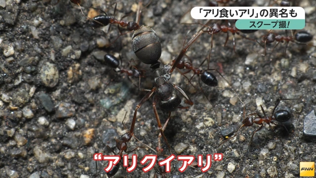 啃食蟻的別名是「食蟻蟻」（Ant-eating ant）。 翻攝自《富士新聞網》