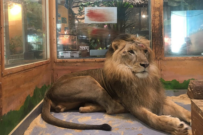 疑因壓力自殘的里昂，後方玻璃清晰可見其撞擊留下的血跡，額頭上亦有傷口。 取自Shopping Mall Lion - Leon臉書