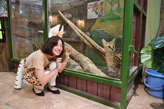 園方想趕搭卡通熱潮，7月3日在推特宣布做了1個讓遊客隨時可與藪貓合照的棚子，結果又被網友罵翻，園方的推特帳號已於7月底暫停發文。 取自摸爽爽動物園推特