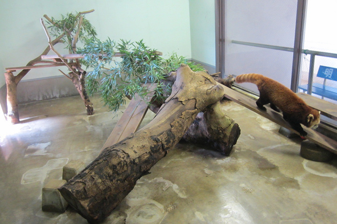 環境豐富化之前的小貓熊室內展示館，僅在水泥地上放置粗樹幹，無法滿足主要生活在樹上的小貓熊。 取自大牟田市立動物園部落格