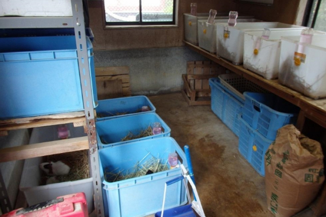 大牟田市立動物園以前飼養豚鼠的方式。因為空間狹小、缺乏選擇，導致豚鼠運動量不足，且容易起衝突。 取自大牟田市立動物園官網