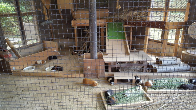 環境豐富化後的空間變大、選擇變多，豚鼠們的運動量增加、行為種類多樣化，衝突頻率也降低了。 取自大牟田市立動物園部落格