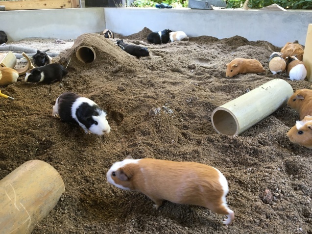去年5月，園方將空下來的獸舍鋪上沙子，改為豚鼠的專用運動場。 取自大牟田市立動物園部落格