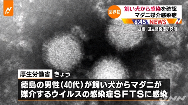 2017年10月10日，日本厚生勞動省宣布確認了全球第1起由寵物傳染SFTS病毒給人類的病例。 翻攝自《TBS NEWS》