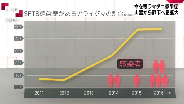 隨著感染SFTS病毒的浣熊比例增加，日本的人類病患數量也上升了。 翻攝自《NHK》