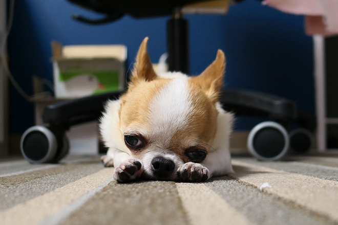 你是否曾經看著成天睡得天昏地暗的愛犬，心想「當狗兒真是輕鬆自在」？其實對狗兒來說，這種無所事事的生活也可能是健康危機呢。 小陸/攝