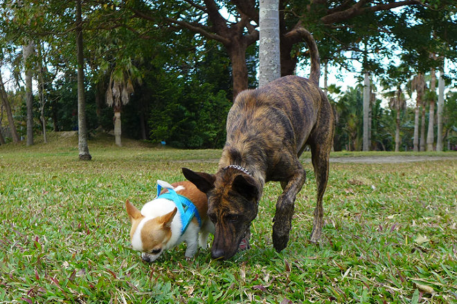 撒些小零食在草地上，讓愛犬與友善的同類一起玩找零食的遊戲，便能成為良好的社交與心智刺激。 小陸/攝
