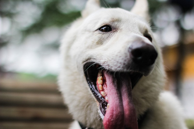 民眾若想從狂犬病清淨國以外的地方將犬貓帶到日本，除了要在180天前施打2次狂犬病疫苗，還得抽血檢查是否具有足夠的抗體力價。 取自PAKUTASO