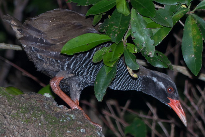 僅生存於沖繩北部的瀕危物種沖繩秧雞（Gallirallus okinawae）是日本唯一不會飛的鳥，因被貓鼬捕食2005年銳減至700隻，2014年恢復至1,500隻。 取自OIST