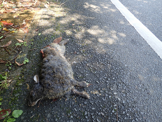 被車撞死的琉球兔。 取自奄美野生生物保護中心