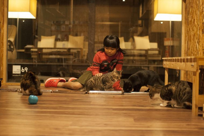 「館長」姬萌對貓咪的照顧不遺餘力,她表示自己最喜歡在這裡跟貓咪共處的時光。 取自手島旅館